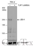 Anti-ZO-1 antibody [C3], C-term used in Western Blot (WB). GTX108587