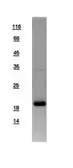 Human Rheb protein, His tag. GTX108597-pro