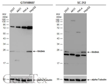 Anti-RAB4A antibody used in Western Blot (WB). GTX108607