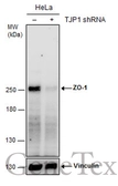 Anti-ZO-1 antibody [N1N2], N-term used in Western Blot (WB). GTX108613