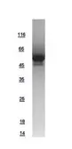 Human Cyclin D1 protein, His tag. GTX108624-pro