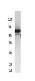 Human mLST8 / GBL protein, GST tag. GTX108631-pro