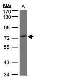 Anti-GIMAP8 antibody [N1N2], N-term used in Western Blot (WB). GTX108653