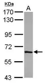 Anti-TBX21 antibody [N1C2] used in Western Blot (WB). GTX108701