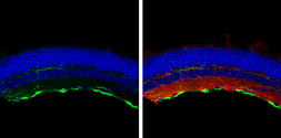 Anti-GFAP antibody used in IHC (Frozen sections) (IHC-Fr). GTX108711