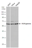 Anti-ROR gamma antibody used in Western Blot (WB). GTX108728