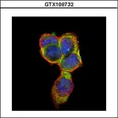 Anti-CD66e antibody used in Immunocytochemistry/ Immunofluorescence (ICC/IF). GTX108732