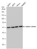 Anti-alpha Tubulin antibody used in Western Blot (WB). GTX108784