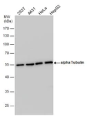 Anti-alpha Tubulin antibody used in Western Blot (WB). GTX108784