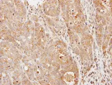 Anti-PDE9A antibody [N1N3] used in IHC (Paraffin sections) (IHC-P). GTX108786