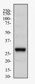 Anti-PHD3 antibody used in Western Blot (WB). GTX10880