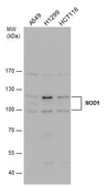 Anti-NOD1 antibody [C2C3], C-term used in Western Blot (WB). GTX108811