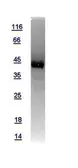 Human RAP2A protein, GST tag. GTX108831-pro