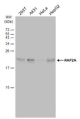 Anti-RAP2A antibody [N1C3-2] used in Western Blot (WB). GTX108831