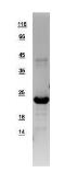 Human POLR2G protein, His tag. GTX108874-pro