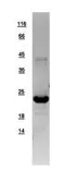 Human POLR2G protein, His tag. GTX108874-pro