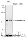 Anti-PI3 kinase p150 antibody [C1C3] used in Western Blot (WB). GTX108953