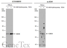Anti-CDC6 antibody used in Western Blot (WB). GTX108979