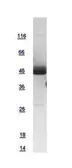 Human CCR1 protein, GST tag. GTX108988-pro