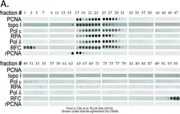 Anti-DNA Polymerase epsilon p59 antibody used in Dot blot (Dot). GTX109069