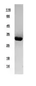 Human 14-3-3 epsilon protein, His tag. GTX109090-pro