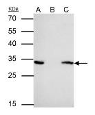 Anti-14-3-3 epsilon antibody [N1C3] used in Immunoprecipitation (IP). GTX109090