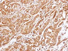 Anti-14-3-3 epsilon antibody [N1C3] used in IHC (Paraffin sections) (IHC-P). GTX109090