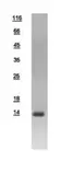 Human DNAJC19 protein, His tag. GTX109097-pro