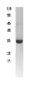 Human ARL11 protein, His tag. GTX109104-pro