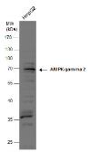 Anti-AMPK gamma 2 antibody used in Western Blot (WB). GTX109105