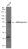 Anti-AMPK gamma 2 antibody used in Western Blot (WB). GTX109105