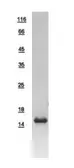 Human TRAPPC2 protein, His tag. GTX109106-pro