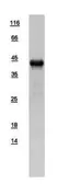 Human Glutamine synthetase protein, His tag. GTX109121-pro