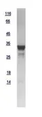 Human GNMT protein, His tag. GTX109145-pro