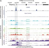 Anti-C/EBP epsilon antibody [N1C3] used in ChIP assay (ChIP assay). GTX109155