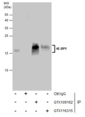 Anti-4E-BP1 antibody [N1C3] used in Immunoprecipitation (IP). GTX109162