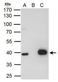 Anti-LHX8 antibody used in Immunoprecipitation (IP). GTX109165