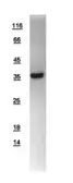 Human HIBCH protein, His tag. GTX109167-pro