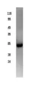 Human LITAF protein, His tag. GTX109173-pro