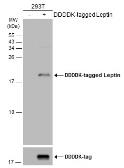 Anti-Leptin antibody used in Western Blot (WB). GTX109204