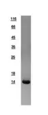 Human FABP2 (intestinal) protein, His tag. GTX109209-pro