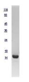 Human UBE2G2 protein, His tag. GTX109224-pro