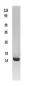 Human UBE2G2 protein, His tag. GTX109224-pro