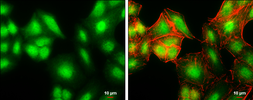 Anti-GADD153 antibody used in Immunocytochemistry/ Immunofluorescence (ICC/IF). GTX109226