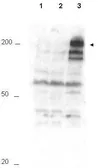 Anti-APC1 (phospho Ser355) antibody used in Western Blot (WB). GTX10923