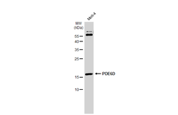 Anti-PDE6D antibody [N1C3] used in Western Blot (WB). GTX109240
