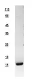 Human NHP2L1 protein, His tag. GTX109247-pro