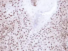 Anti-NHP2L1 antibody [N1C3] used in IHC (Paraffin sections) (IHC-P). GTX109247