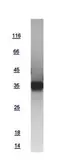 Human PSP94 protein, GST tag. GTX109249-pro
