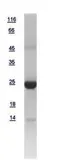Human GSTT1 protein, His tag. GTX109250-pro